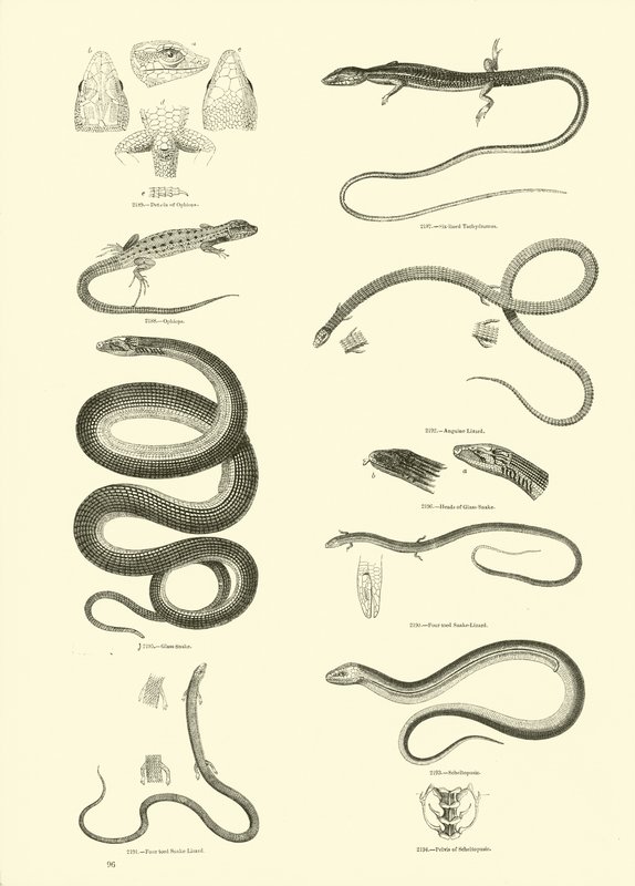 Side fra The Pictorial Museum of Animated Nature af English School