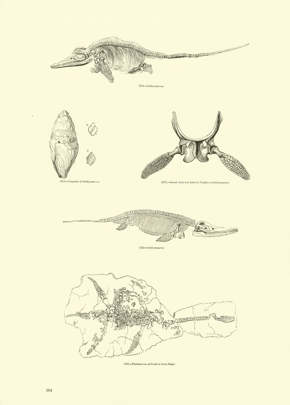 Side fra The Pictorial Museum of Animated Nature af English School