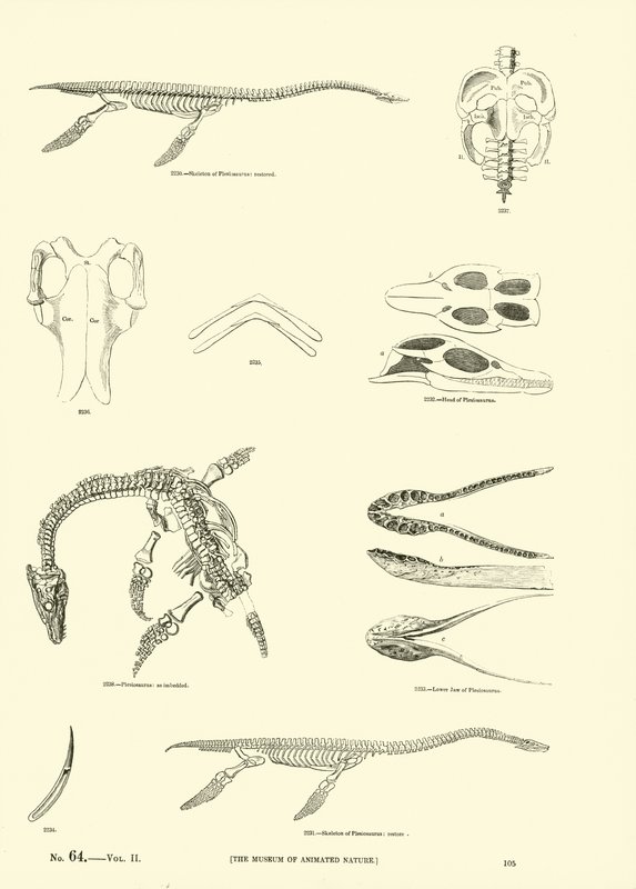 Side fra The Pictorial Museum of Animated Nature af English School
