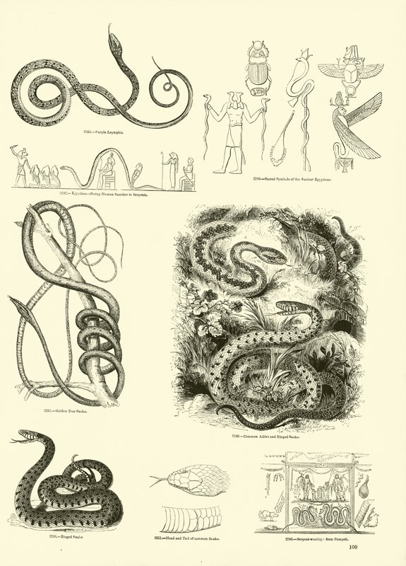 Side fra The Pictorial Museum of Animated Nature af English School