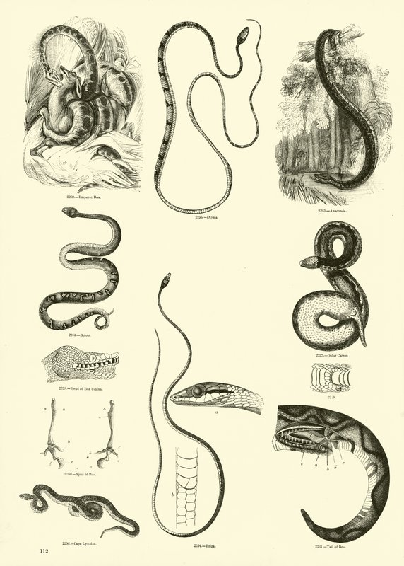 Side fra The Pictorial Museum of Animated Nature af English School