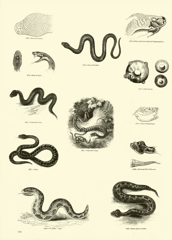 Side fra The Pictorial Museum of Animated Nature af English School
