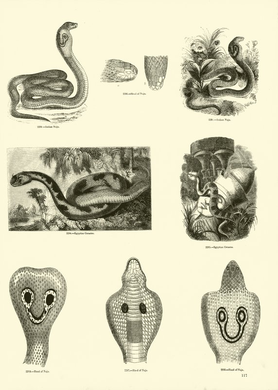 Side fra The Pictorial Museum of Animated Nature af English School