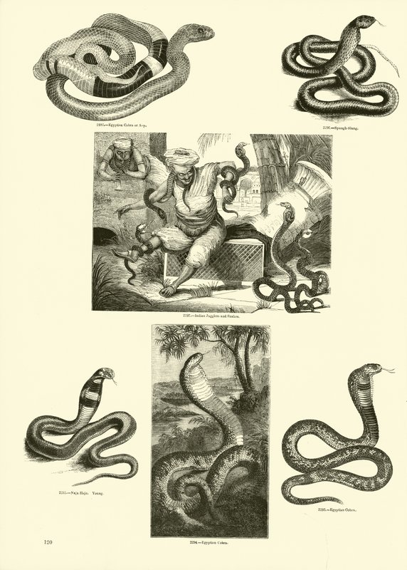 Side fra The Pictorial Museum of Animated Nature af English School