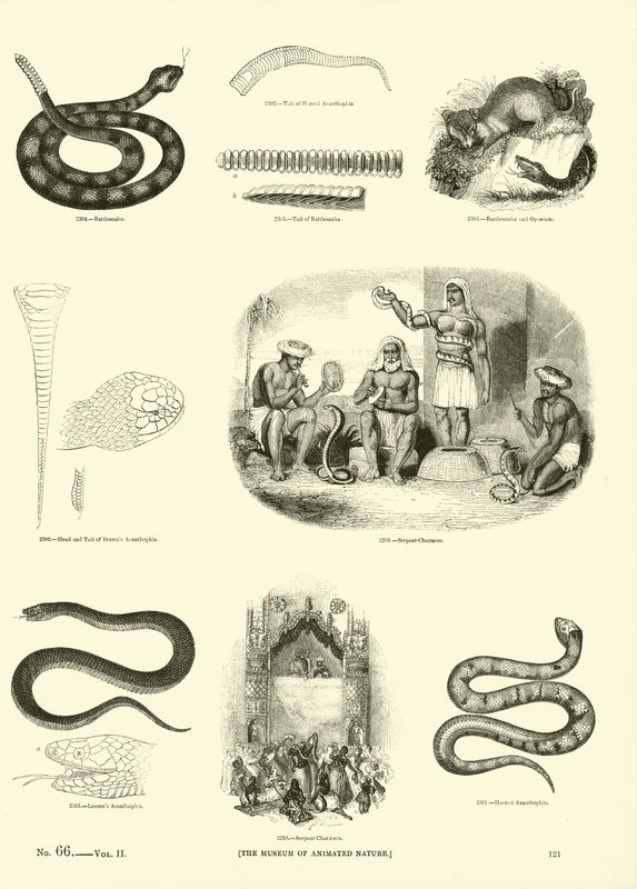 Side fra The Pictorial Museum of Animated Nature af English School