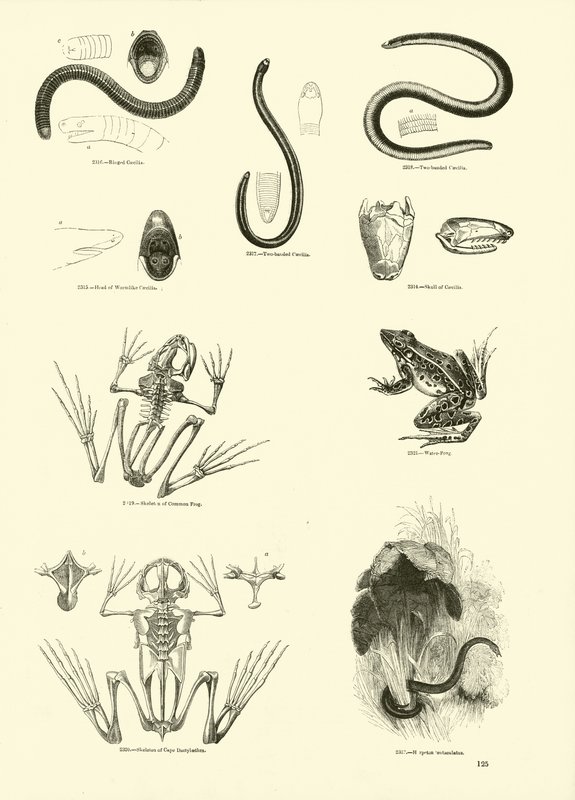 Side fra The Pictorial Museum of Animated Nature af English School