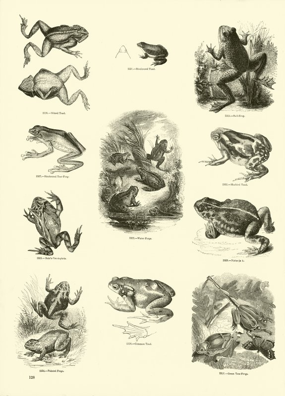Side fra The Pictorial Museum of Animated Nature af English School