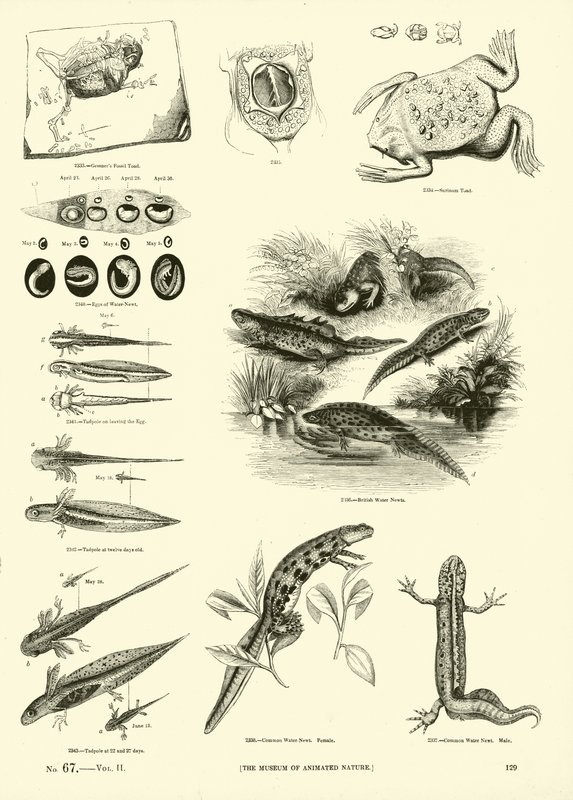 Side fra The Pictorial Museum of Animated Nature af English School