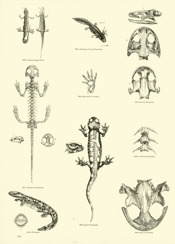 Side fra The Pictorial Museum of Animated Nature af English School