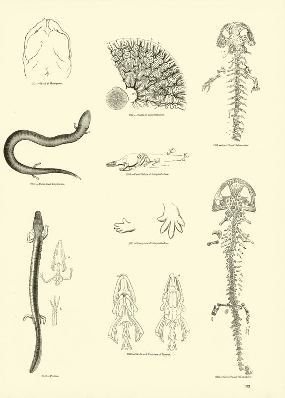 Side fra The Pictorial Museum of Animated Nature af English School