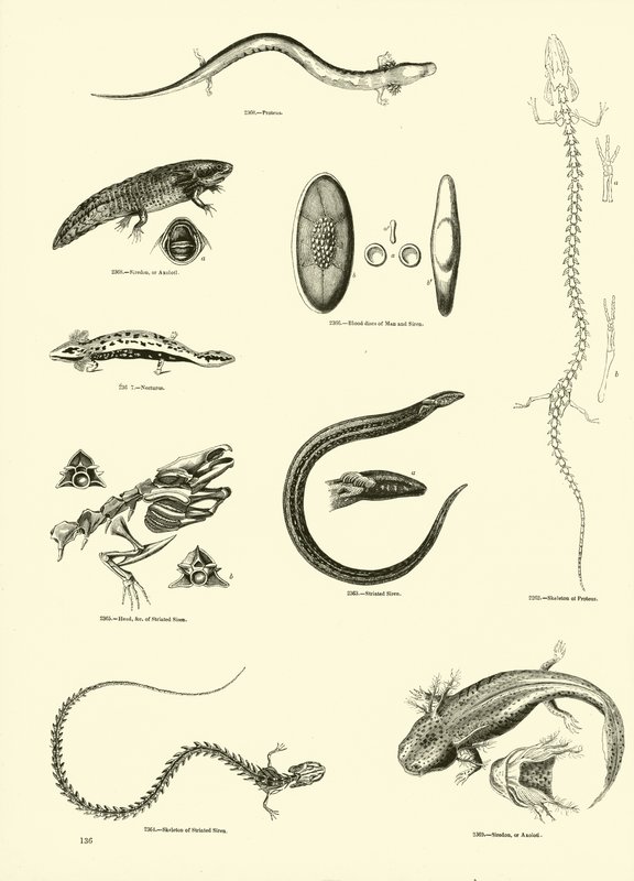Side fra The Pictorial Museum of Animated Nature af English School