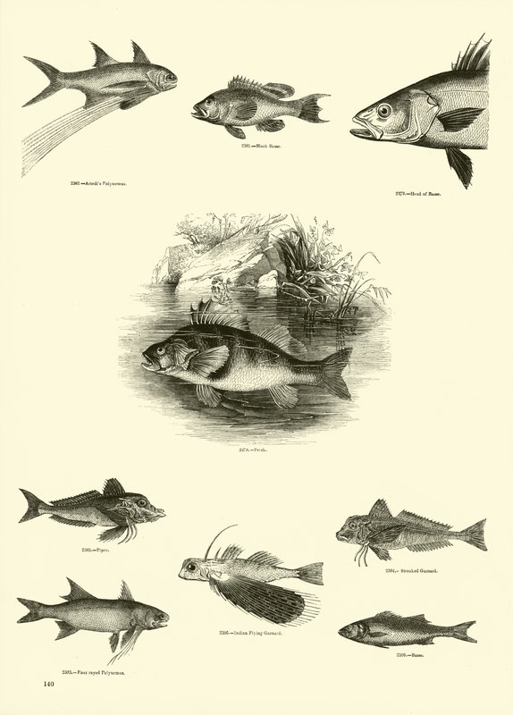 Side fra The Pictorial Museum of Animated Nature af English School