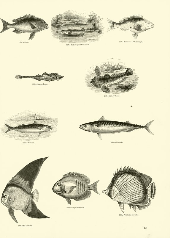 Side fra The Pictorial Museum of Animated Nature af English School