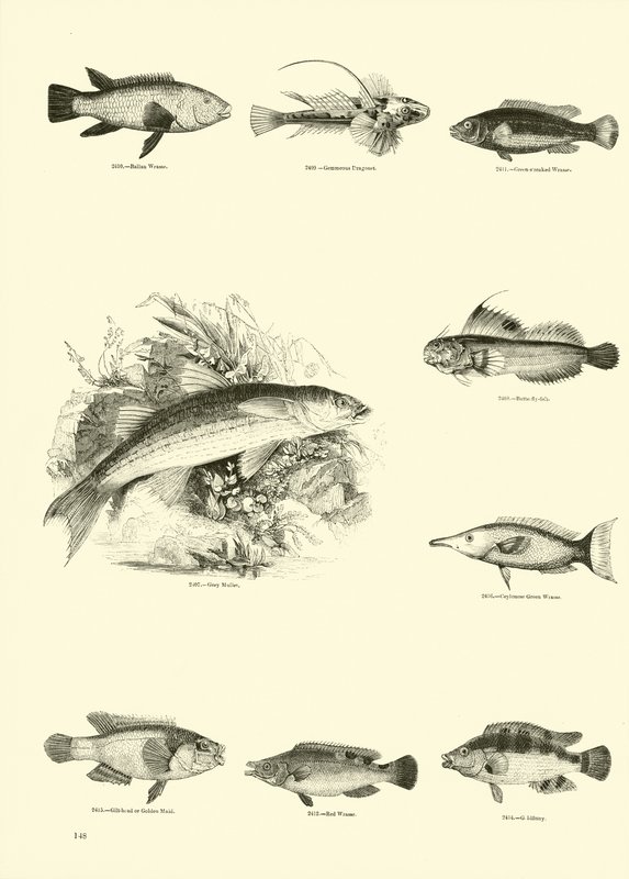 Side fra The Pictorial Museum of Animated Nature af English School