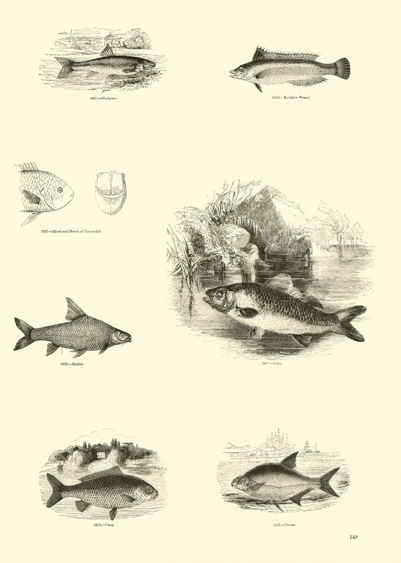 Side fra The Pictorial Museum of Animated Nature af English School