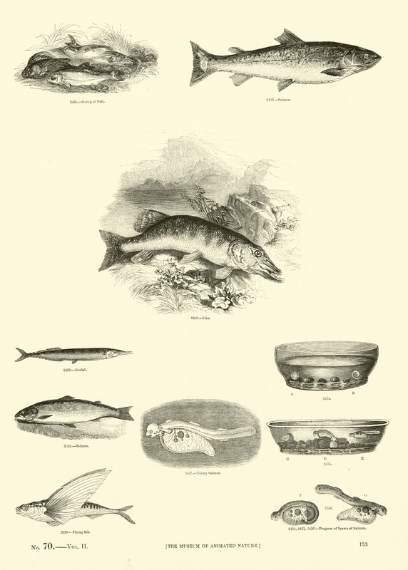 Side fra The Pictorial Museum of Animated Nature af English School
