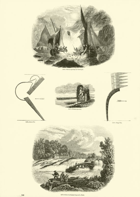 Side fra The Pictorial Museum of Animated Nature af English School