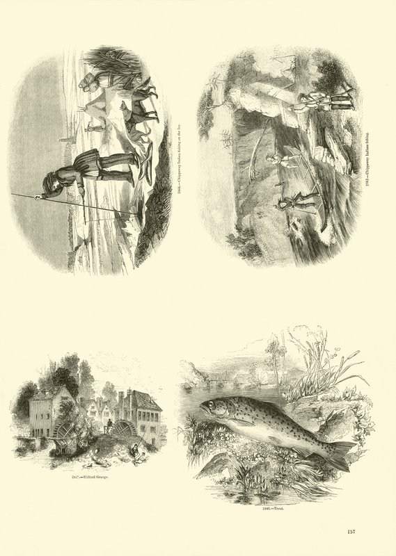 Side fra The Pictorial Museum of Animated Nature af English School
