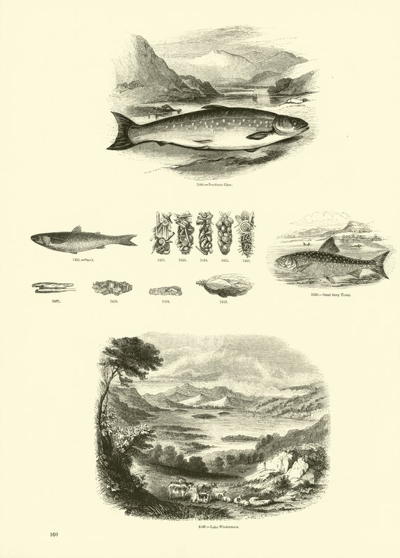 Side fra The Pictorial Museum of Animated Nature af English School