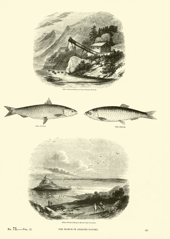 Side fra The Pictorial Museum of Animated Nature af English School