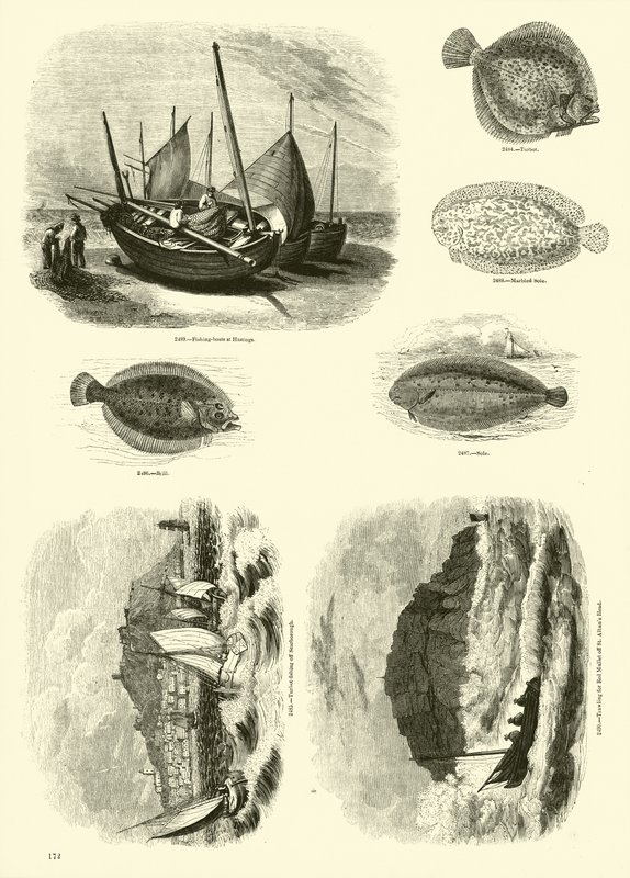 Side fra The Pictorial Museum of Animated Nature af English School