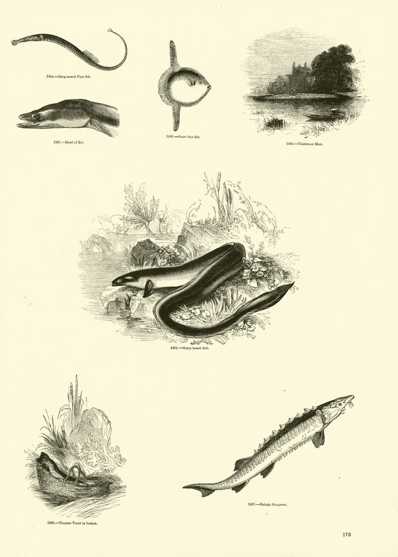 Side fra The Pictorial Museum of Animated Nature af English School