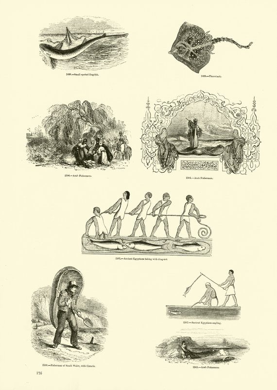 Side fra The Pictorial Museum of Animated Nature af English School