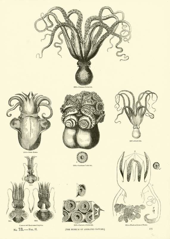 Side fra The Pictorial Museum of Animated Nature af English School