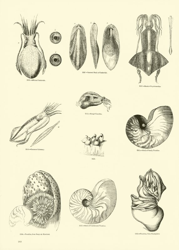 Side fra The Pictorial Museum of Animated Nature af English School