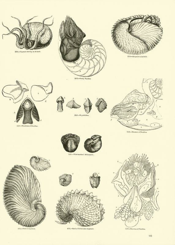 Side fra The Pictorial Museum of Animated Nature af English School