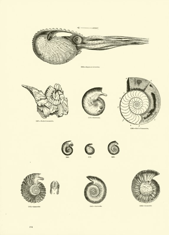 Side fra The Pictorial Museum of Animated Nature af English School