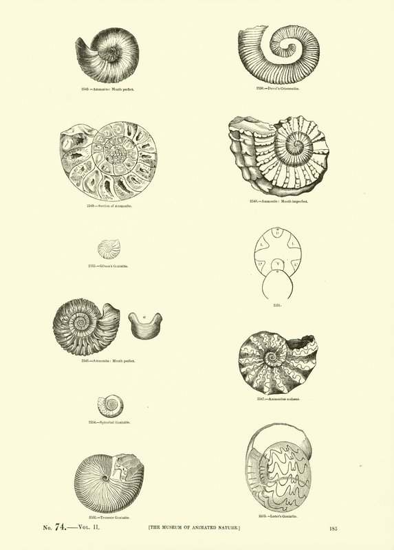 Side fra The Pictorial Museum of Animated Nature af English School