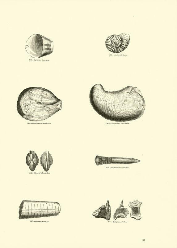 Side fra The Pictorial Museum of Animated Nature af English School