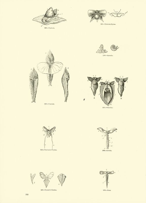 Side fra The Pictorial Museum of Animated Nature af English School