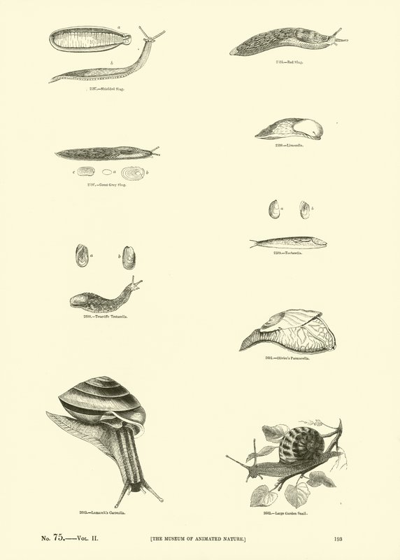Side fra The Pictorial Museum of Animated Nature af English School