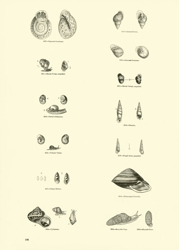 Side fra The Pictorial Museum of Animated Nature af English School