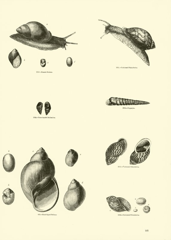 Side fra The Pictorial Museum of Animated Nature af English School