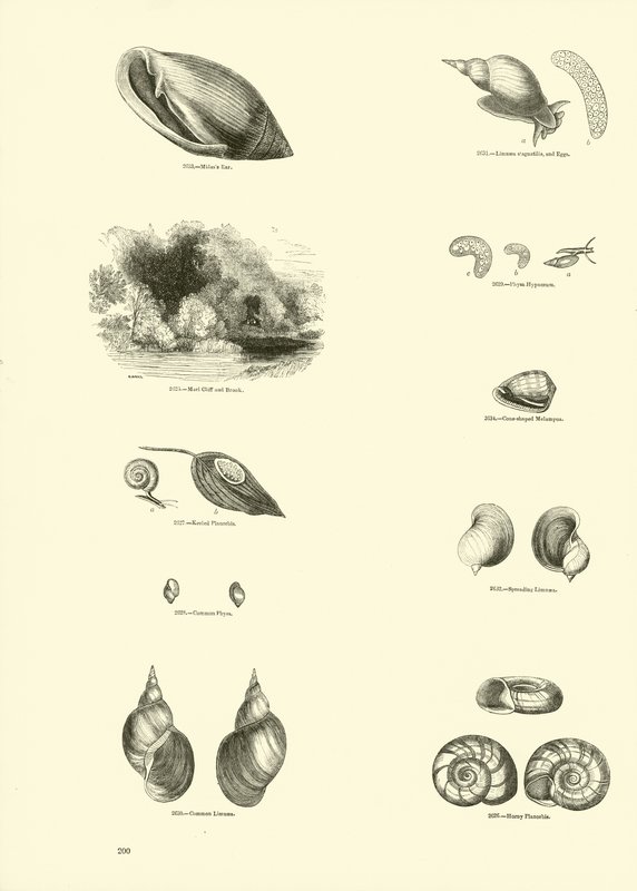 Side fra The Pictorial Museum of Animated Nature af English School