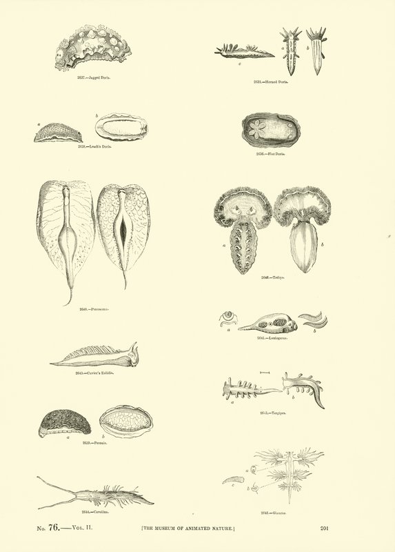 Side fra The Pictorial Museum of Animated Nature af English School