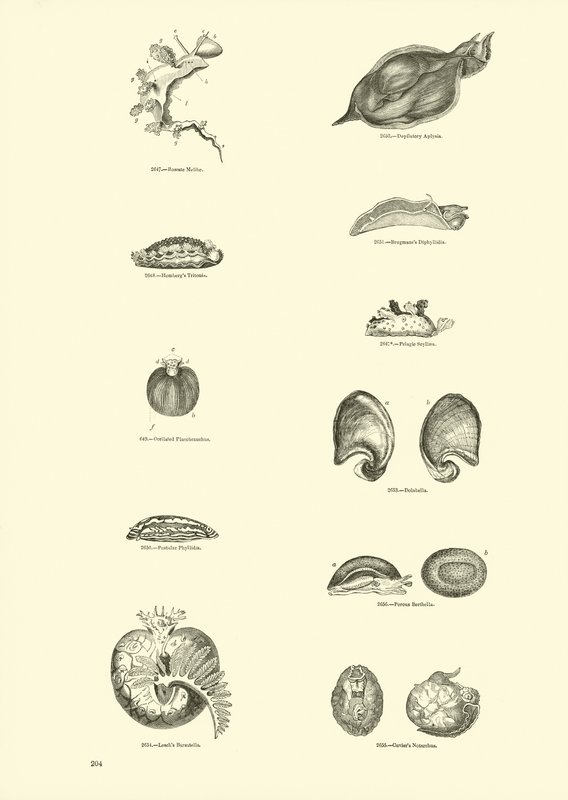 Side fra The Pictorial Museum of Animated Nature af English School