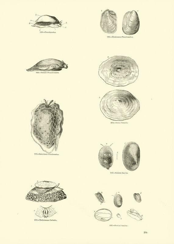 Side fra The Pictorial Museum of Animated Nature af English School