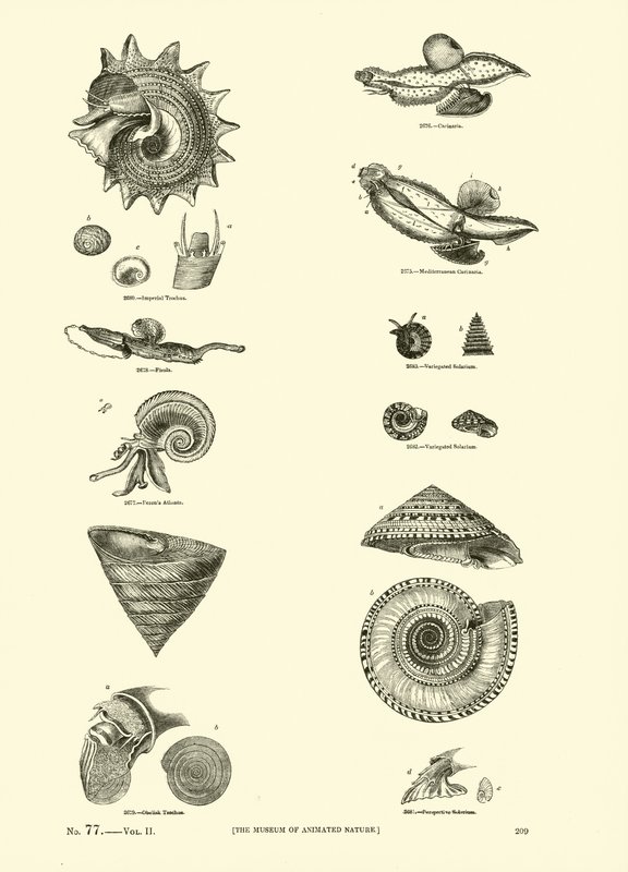 Side fra The Pictorial Museum of Animated Nature af English School