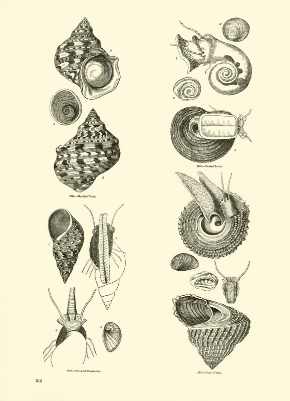 Side fra The Pictorial Museum of Animated Nature af English School