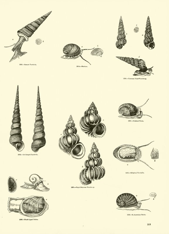 Side fra The Pictorial Museum of Animated Nature af English School