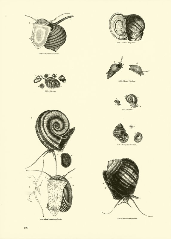 Side fra The Pictorial Museum of Animated Nature af English School