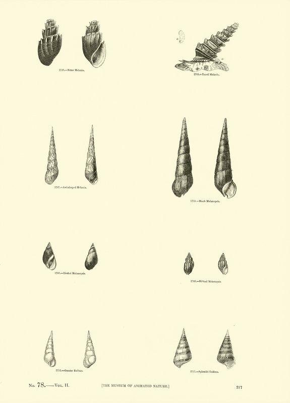 Side fra The Pictorial Museum of Animated Nature af English School