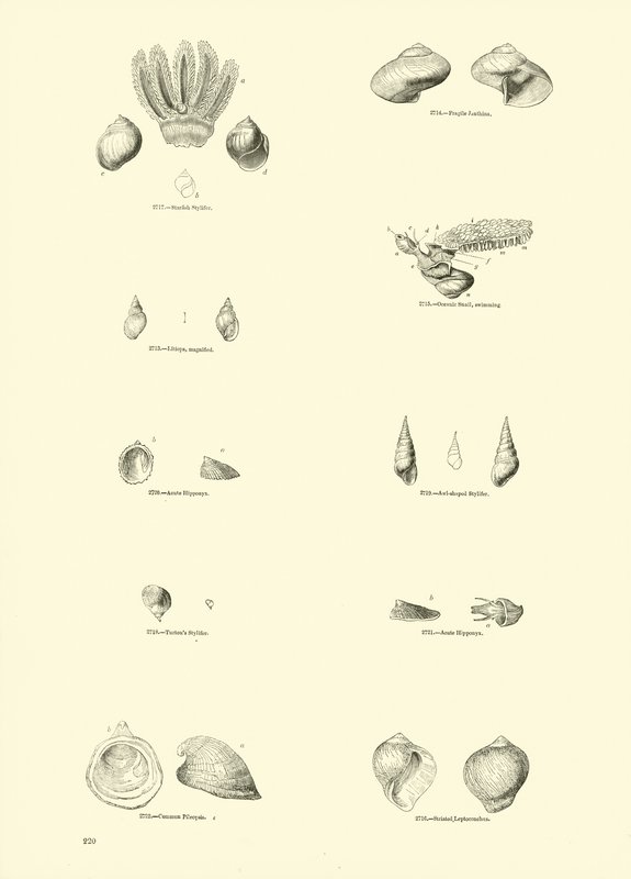 Side fra The Pictorial Museum of Animated Nature af English School