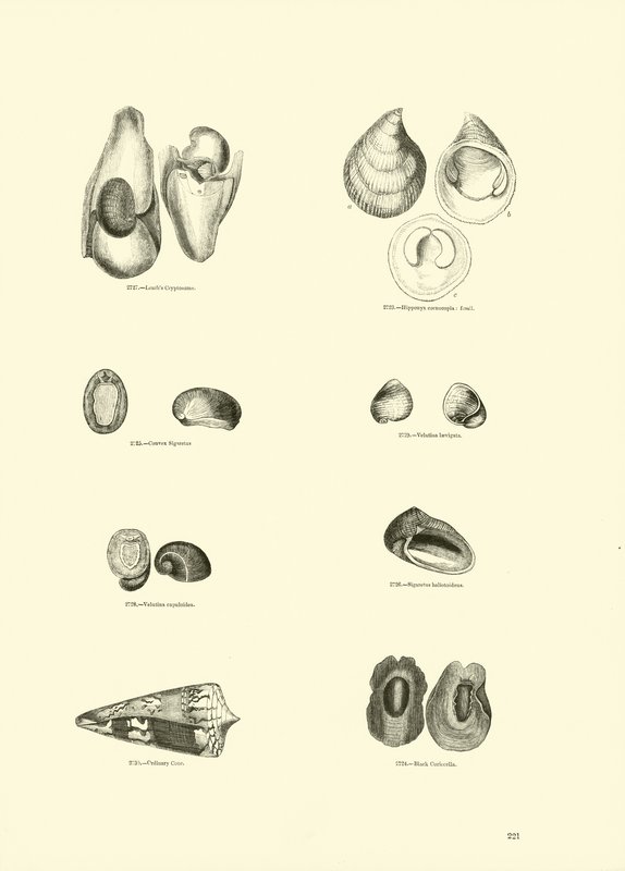 Side fra The Pictorial Museum of Animated Nature af English School