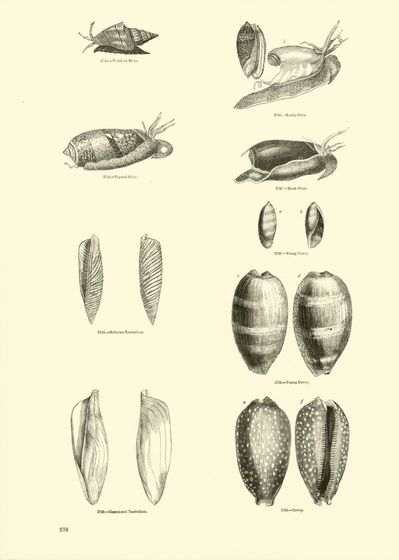 Side fra The Pictorial Museum of Animated Nature af English School