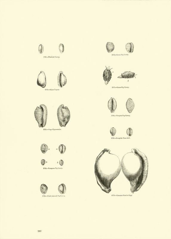 Side fra The Pictorial Museum of Animated Nature af English School